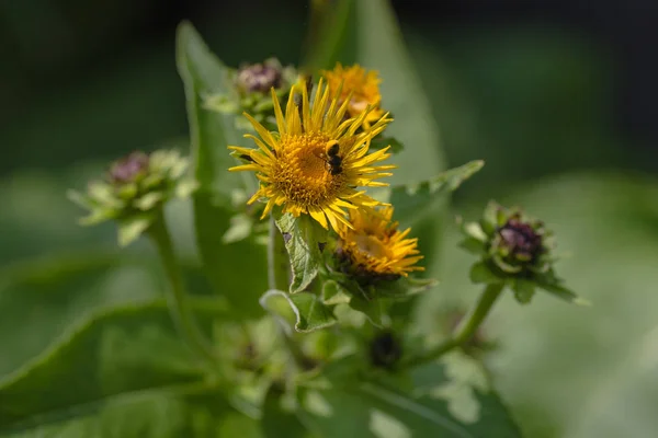 Inula helenium 꽃 매크로 알려진 elfdock, 말 치료 식물. 뿌리는 약에 있는 사용 — 스톡 사진