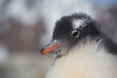 Civciv penguen gentoo. Antarktika'da bebek penguen portresi, Arjantin adaları.
