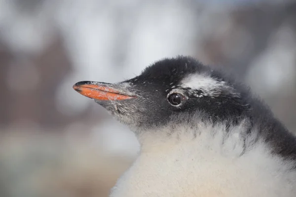 Chicks penguin Gentoo. Baby penguin portrait in Antarctica, Argentine islands. — Stock Photo, Image