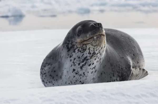 Antarktika'nın doğal yırtıcıları leopar fokudur. Buzun üzerinde yatan hayvanı rahatlatın. — Stok fotoğraf
