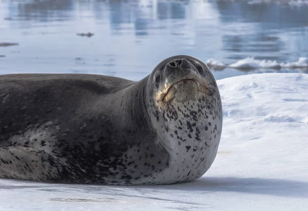 남극의 자연 육식 동물은 표범 물개입니다. 얼음 위에 누워 있는 동물을 풀어보며 휴식을 취하세요.. — 스톡 사진