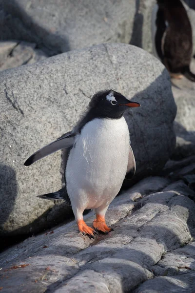 Gentoo penguin single. Penguin portrait in Antarctica on blur background, Argentine islands. — Stock Photo, Image