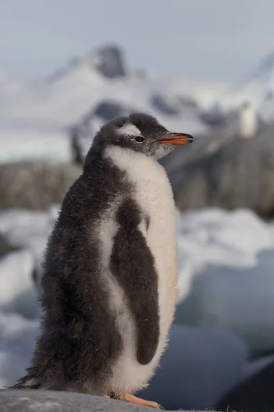 Gentoo penguin single. Penguin portrait in Antarctica on blur background, Argentine islands. — Stock Photo, Image