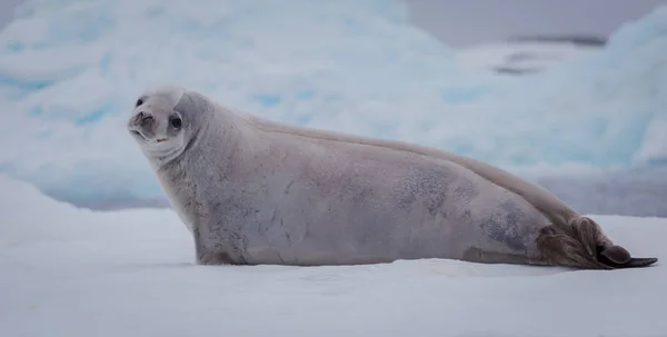 The crabeater seal Lobodon carcinophaga , also known as the krill-eater seal, is a true seal lying on the iceberg in Antarctica peninsula. — Stock Photo, Image
