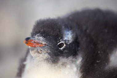 Civciv penguen gentoo. Antarktika'da bebek penguen portresi, Arjantin adaları.
