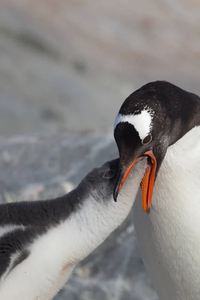 Tuččata Gentoo. Malý tučna portrét v Antarktidě, argentinské ostrovy. — Stock fotografie