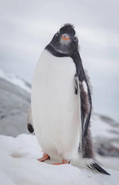 Gentoo Pinguin Portrait auf dem Schnee. antarktische Halbinsel — Stockfoto