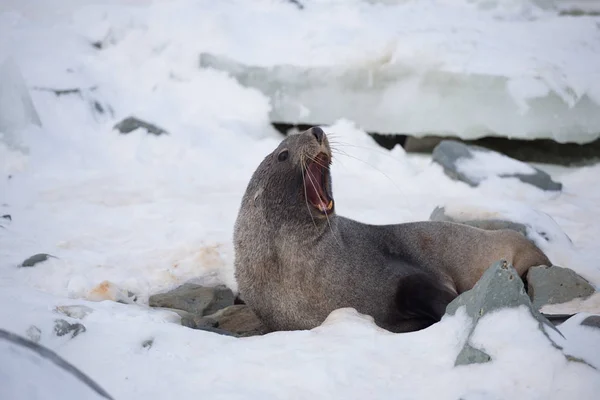 The Antarctic fur seal, sometimes called the Kerguelen fur seal, also known as Arctocephalus gazella sitting on the ice in Antarctic. — Stock Photo, Image