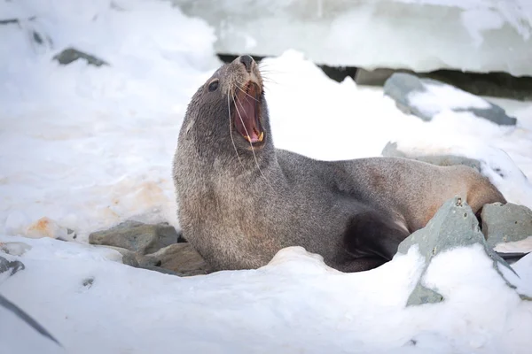 Antarktika kürk mührü, bazen Kerguelen kürk mührü olarak da bilinir, Ayrıca Arctocephalus gazella olarak bilinen Antarktika buz üzerinde oturan. — Stok fotoğraf