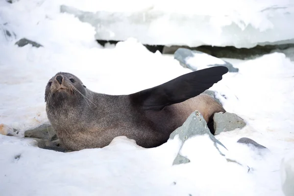 Antarktika kürk mührü, bazen Kerguelen kürk mührü olarak da bilinir, Ayrıca Arctocephalus gazella olarak bilinen Antarktika buz üzerinde oturan. — Stok fotoğraf