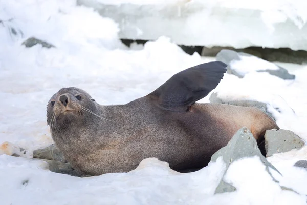 Antarktika kürk mührü, bazen Kerguelen kürk mührü olarak da bilinir, Ayrıca Arctocephalus gazella olarak bilinen Antarktika buz üzerinde oturan. — Stok fotoğraf