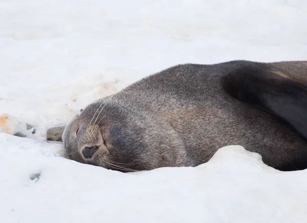 The Antarctic fur seal, sometimes called the Kerguelen fur seal, also known as Arctocephalus gazella sitting on the ice in Antarctic. — Stock Photo, Image