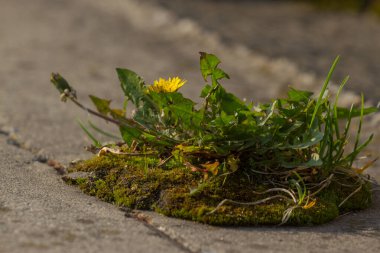 Asfaltta ot büyüyen karahindiba. Çimenler. Biyolojik kontrol