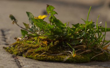 Asfaltta ot büyüyen karahindiba. Çimenler. Biyolojik kontrol