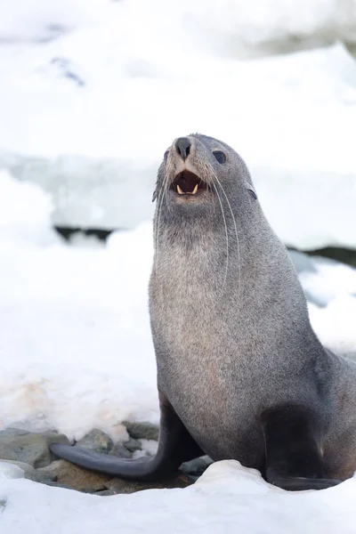 The Antarctic fur seal with opening mouth sitting on the snow, Argentine islands region, Galindez island, Antarctica. — Stock Photo, Image