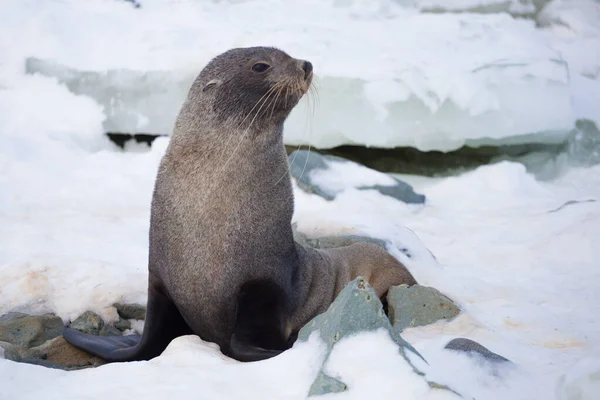 Antarktika kürk fokları karların üzerinde otururken, Arjantin adaları bölgesi, Galindez adası, Antarktika. — Stok fotoğraf