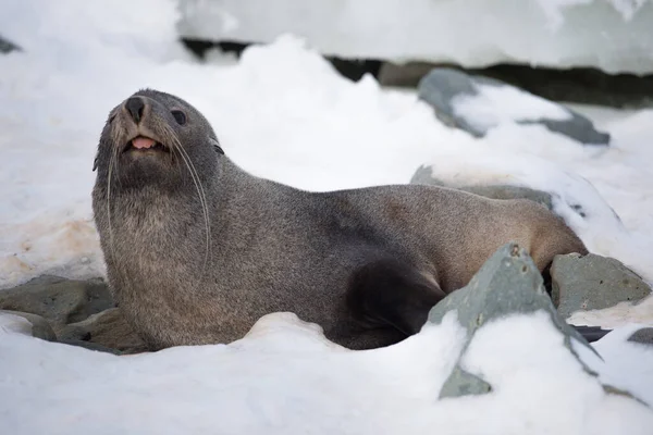 Antarctische pelsrobben met openingsmond op de sneeuw, Argentijnse eilanden, Galindez eiland, Antarctica. — Stockfoto