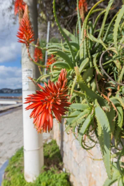 Aloe vera plant. Medicine cosmetic plant on the ocean coast. Turkey, Bodrum