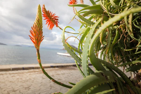 Aloe vera plant. Medicine cosmetic plant on the ocean coast. Turkey, Bodrum