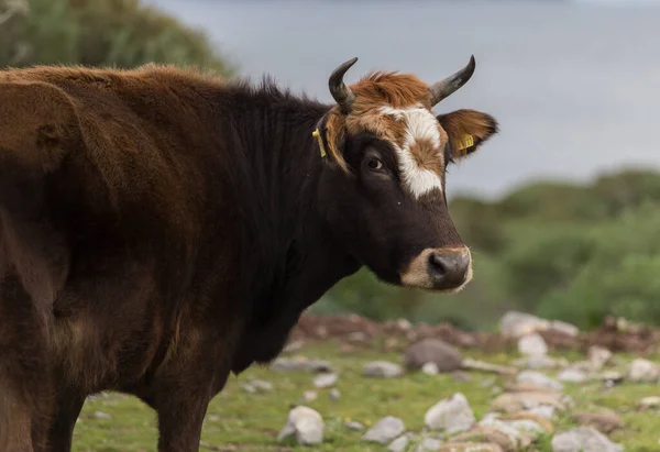 Темно-коричневый портрет коровы. Пасутся на ферме. Священное животное Индии — стоковое фото