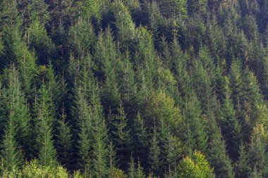 Süslü arka plan. Karpatlar ağaç ormanı desenli. Picea abies, Avrupa ladin ağaçları olarak da bilinir..