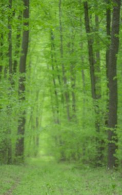 Odaklanamayan doğa geçmişi. Bulanık orman geçmişi. Yeşil ağaçlar bulanıklaştı. Dikey.