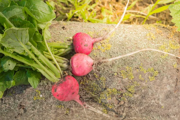 Zbieram świeże organiczne rzodkiewki na świeżym powietrzu. Promienie słońca. Krajowe zbiory. — Zdjęcie stockowe