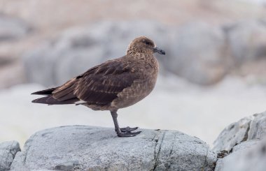 Güney Kutup Skua Stercorarius Maccormicki Graham Diyarı, Arjantin Adaları, Antarktika