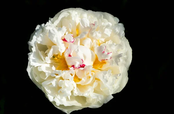 Round white peony flower head on black background. Paeonia lactifolia, Mons Dupont, France.