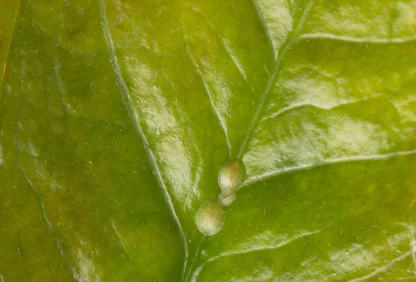 Makrofotografie hmyzu Diaspidae na listové nádobě. Obrněný šupinatý hmyz v domácích rostlinách. Hmyz vysává rostlinu. Infested. — Stock fotografie