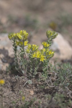 Sedum, vahşi sulu, yaygın olarak altın yosunlu taş olarak bilinen Türkiye 'nin Cappadocia Kayseri ovasında yaz mevsiminde.