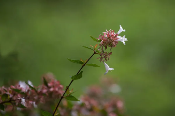 Abelia grandiflora in Batumi botanical garden also known as glossy abelia — Stock Photo, Image