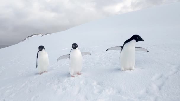 Három Adelie Pingvin integet a havon az Antarktiszon. Madarak az Antarktiszon. Fehér háttér — Stock videók