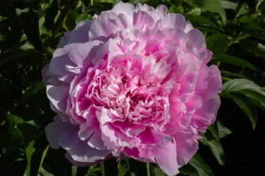 Paeonia Lactiflora Martha Bulloch, makro fotoğrafı kapatın. Bahçede şakayık pembesi