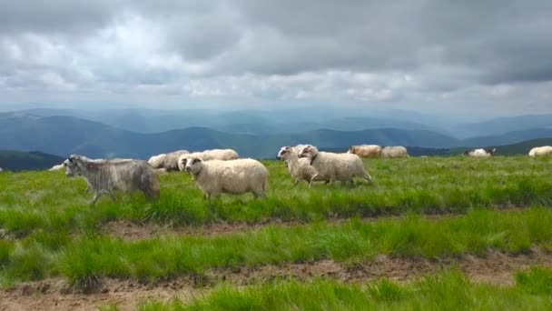 Manada de ovejas caminando hacia la montaña de los Cárpatos. Queso ecológico, hierba. Ucrania. — Vídeos de Stock