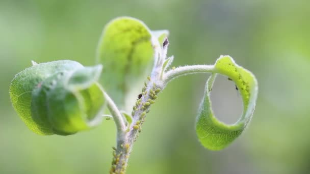 リンゴの木の上のアブラムシコロニー。緑のハエマクロを昆虫。農薬 — ストック動画