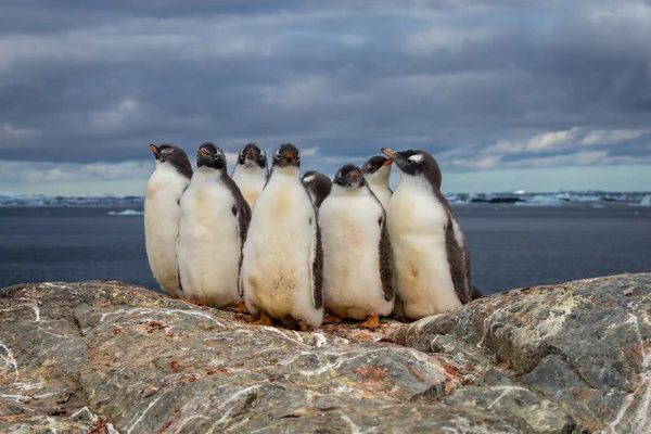 Group of Gentoo baby chick penguins on the stone nest in Antarctica on the dark sky background, Antarctic peninsula. — Stock Photo, Image