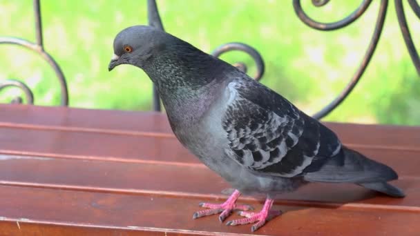 Una paloma posa en el parque. Aves urbanas exteriores. — Vídeos de Stock