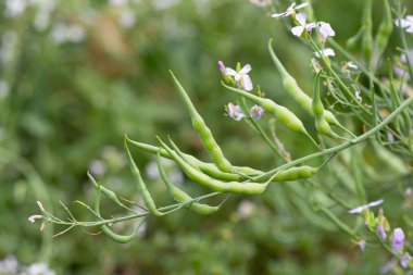 Daikon turp meyveleri ve çiçekler de uzun beyaz turp olarak bilinir. Sütyenli aile çiçekleri.