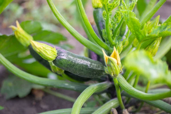 Courgette 또는 zucchini 꽃과 과일. 건강에 좋은 식품을 재배하는 정원. 스톡 사진
