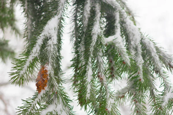 Pseudotsuga znana również jako jodła Douglas, sosna Oregon, sosna kolumbijska. Szyszki pod śniegiem. Czas zimowy. — Zdjęcie stockowe