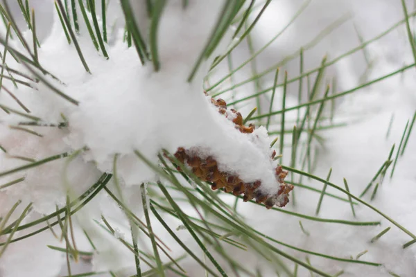 Mroźne brache zimowe. Szyszki sosnowe pod śniegiem — Zdjęcie stockowe