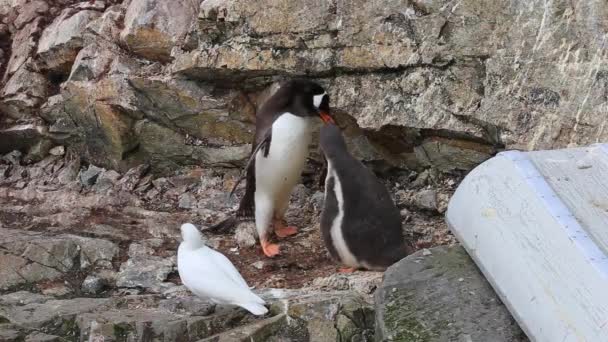 Subantarctic penguin feed child. Gentoo wild bird behavior near snowy sheathbill — Stock Video