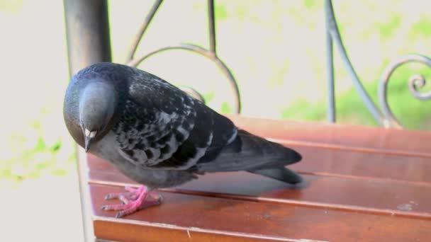 Um pombo posa no parque. Atividade de aves urbanas ao ar livre. — Vídeo de Stock