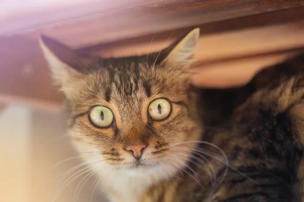 Brown cat with big eyes under table with light. — Stock Photo, Image