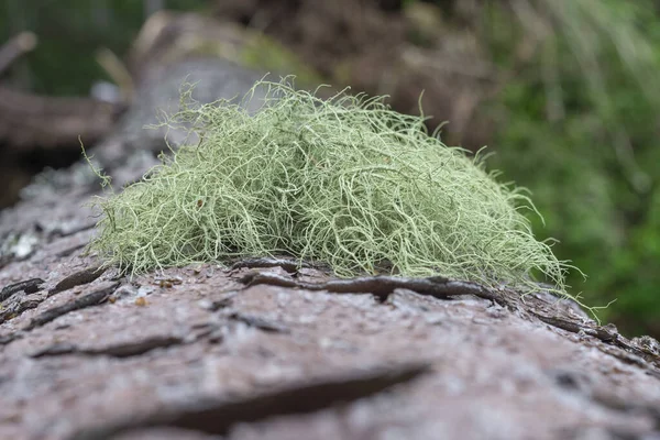 Usnea genellikle yaşlı adamın sakalı ya da sakallı liken olarak adlandırılır. Ukrayna Karpatları 'ndaki Karpat dağlarında makro fotoğraf. Sürdürülebilir temiz ekosistem. Karpatya yosunu