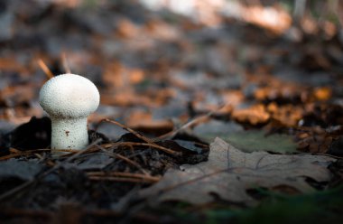 Lycoperdon mantarı aynı zamanda bilinen adıyla tütsülenmiş top. Ormanın sonbahar sonu arka planı.