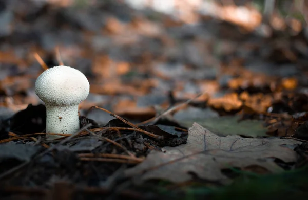 Champignon Lycoperdon également connu sous le nom de puffball commun. Forêt fin automne arrière-plan. — Photo