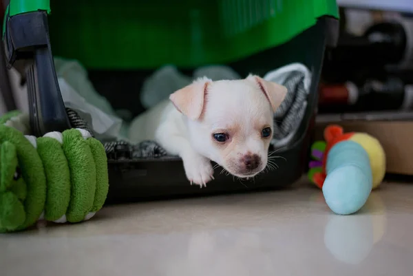 Sad emotion of white puppy indoor with toys.