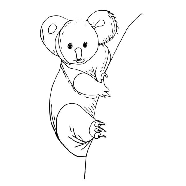 Koala op een boomtak. Australische dier grappig koala zittend op een tak van eucalyptus. — Stockvector